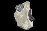 Detailed Gerastos Trilobite Fossil - Morocco #141791-2